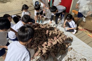 年長組　芋掘り遠足