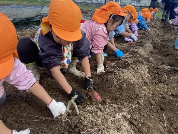 年長組　芋掘り遠足