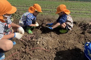 年長組　芋掘り遠足