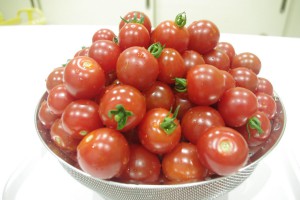 ミニトマトの収穫～年長・食育～