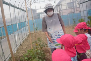 【こま組】野菜の収穫体験をしました